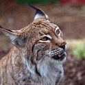 slides/IMG_1437.jpg wildlife, feline, cat, predator, fur, eurasian, lynx, eye, ear, tuft WBCW55 - Eurasian Lynx